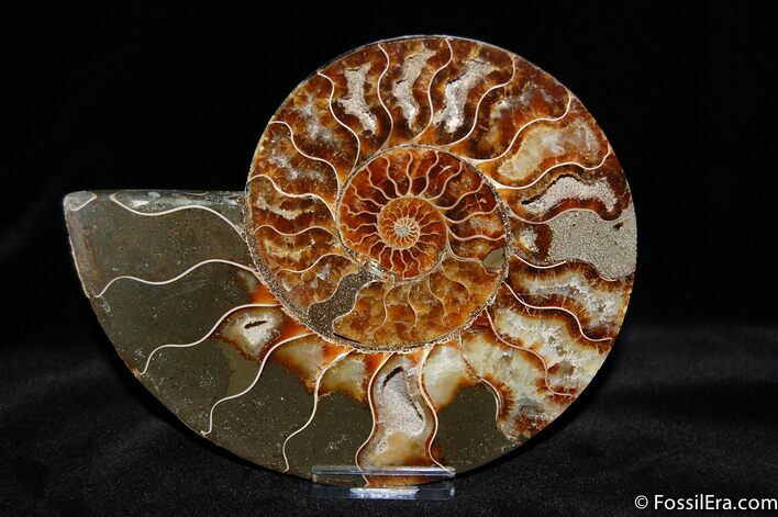 Inch Cut and Polished Ammonite (Half) #367